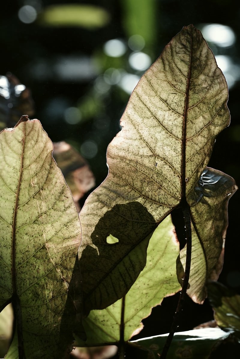 光に照らされて葉脈が浮かび上がる大きな熱帯植物の葉