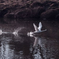 水面から羽ばたいて飛び立つ白鳥の写真