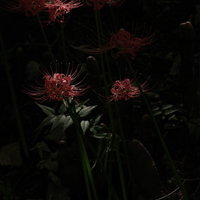 日陰で鮮やかに咲く彼岸花の花｜赤橙色の秋の季節の写真