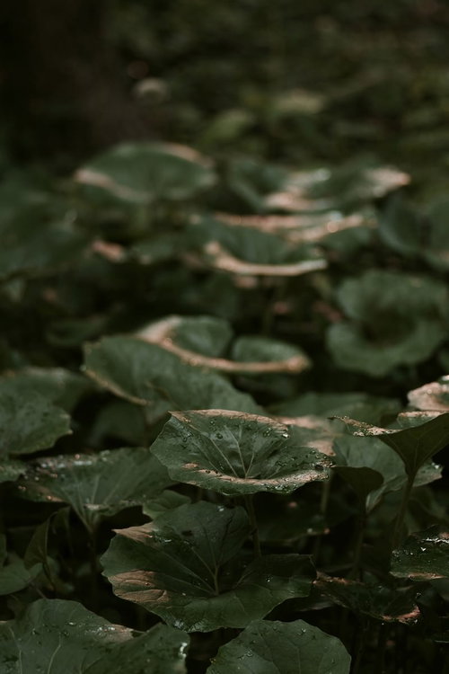 シラユキゲシの葉に付いた雨の水滴