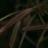 赤い粘液で虫を捉えるモウセンゴケの写真