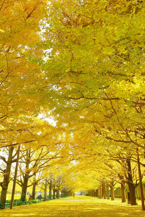 昭和記念公園の黄金色に輝く銀杏並木の秋景色