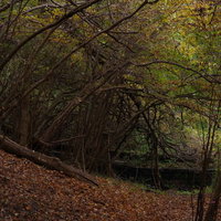 落ち葉が積もる木々に覆われた山道を進む自然のトンネルの写真
