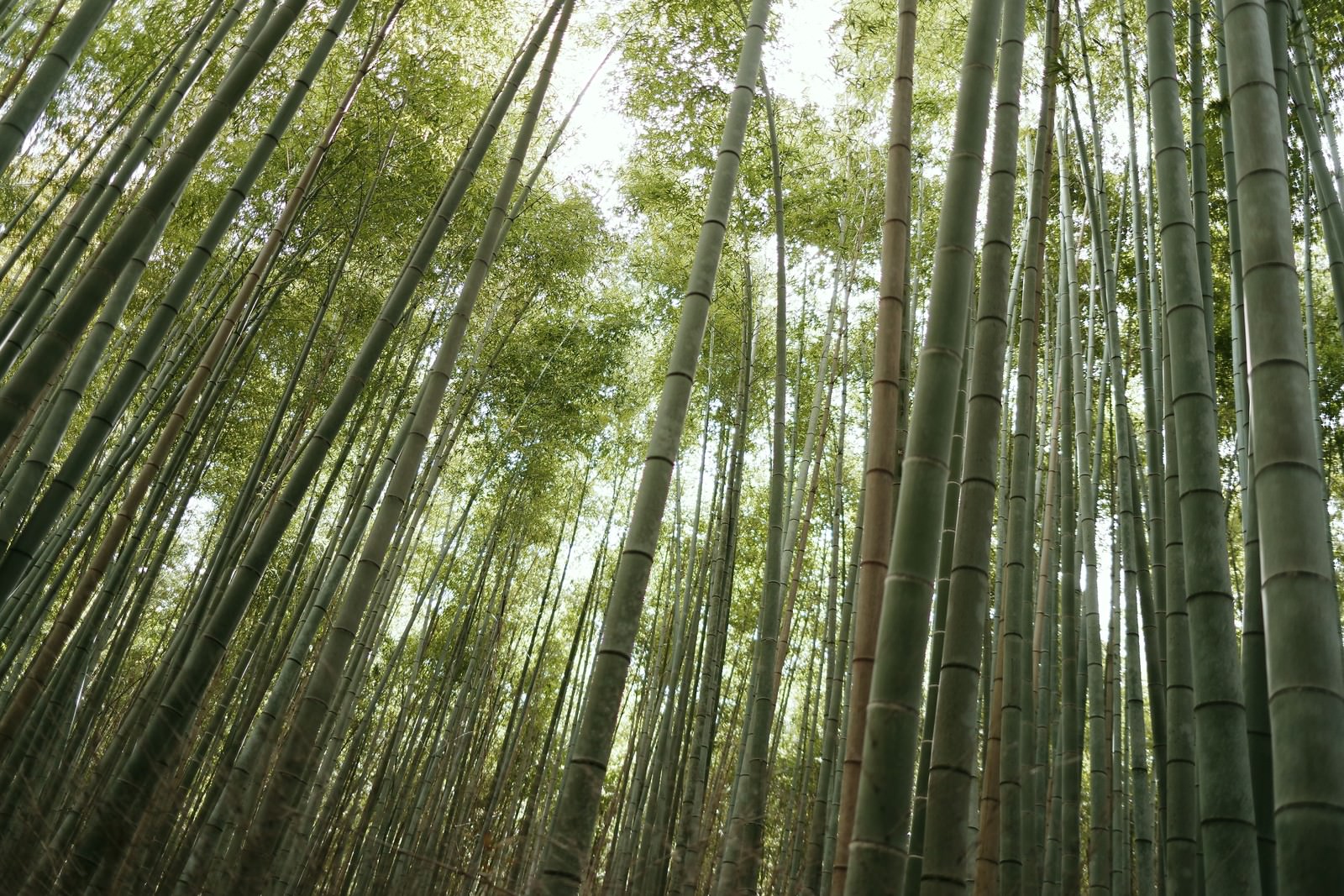 高く伸びた竹が密集する竹林の風景