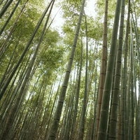 竹林の中を差す木漏れ日と緑の竹葉の写真