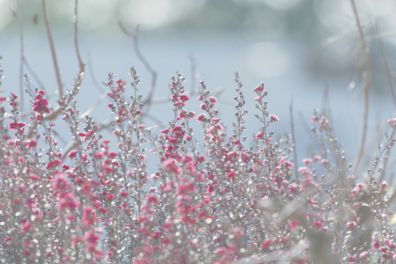 細い枝に小さなピンクの花を密集して咲かせる檉柳梅の開花