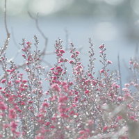 春に開花する檉柳梅の花 細い枝に咲くピンク色の小花の写真