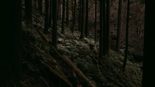 間伐と倒木が横たわる薄暗い森林と立ち並ぶ針葉樹