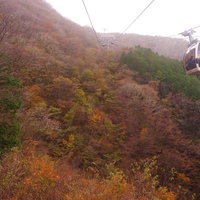 箱根大涌谷の紅葉した斜面を上るロープウェイの写真