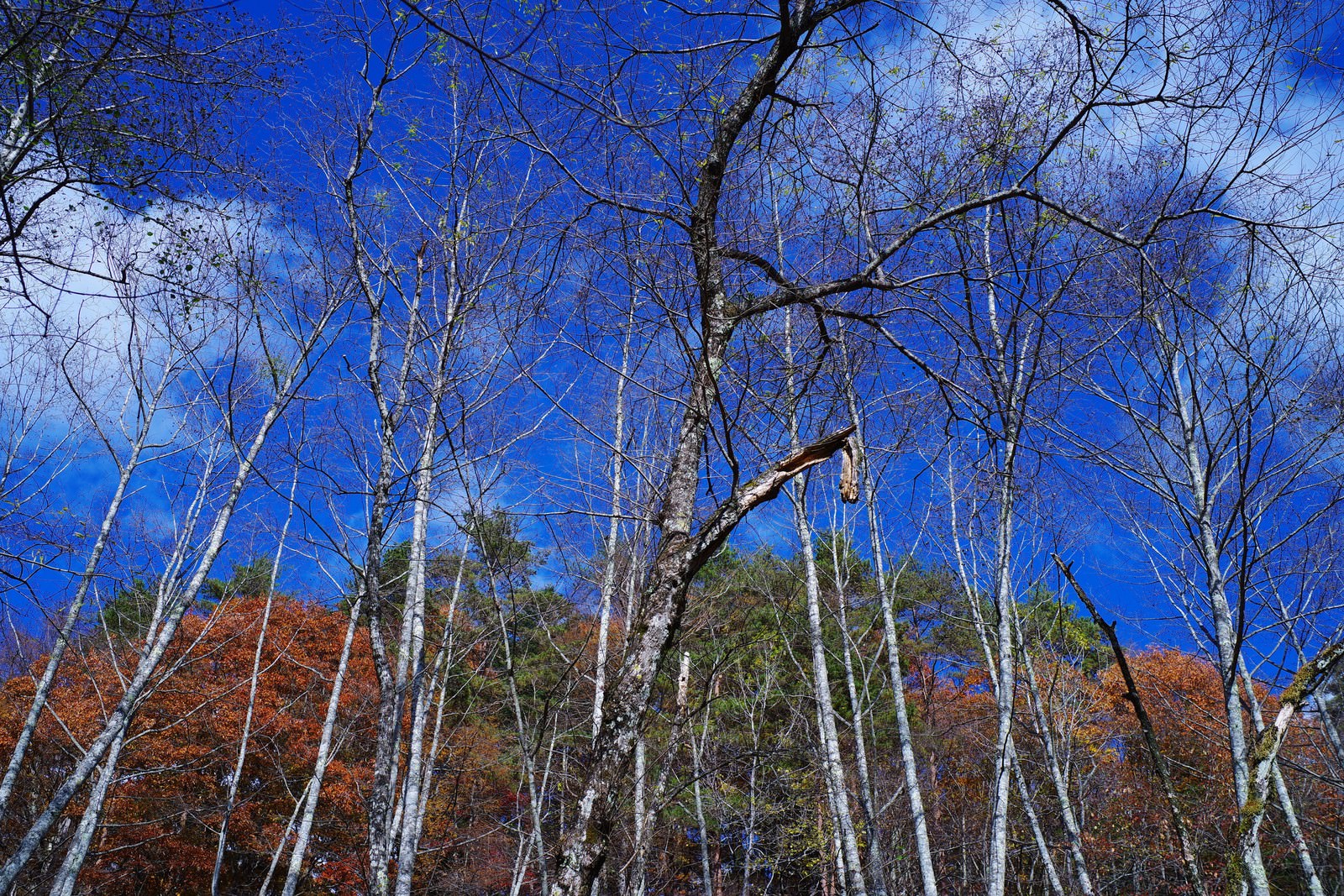 白樺林を見上げた晩秋の風景
