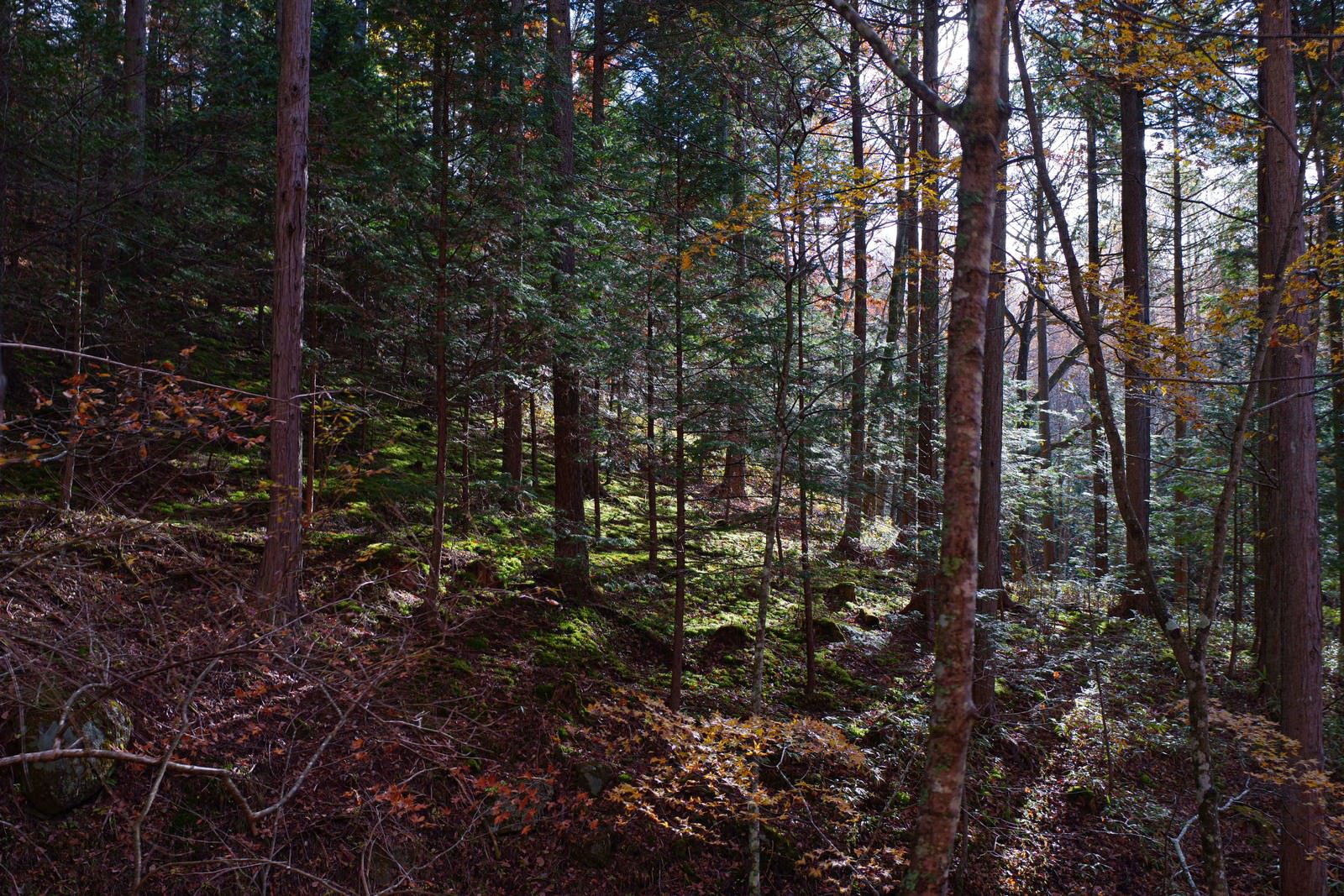 薄暗い森の中に木漏れ日が差し込む自然の風景