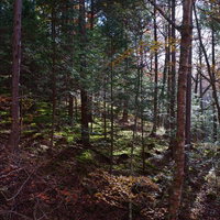 薄暗い森の中に差し込む木漏れ日と樹木の写真