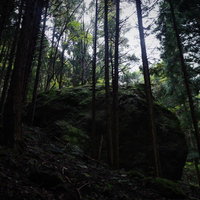 木々に囲まれた巨岩と樹海の渓谷 雑木林の中の大岩の写真