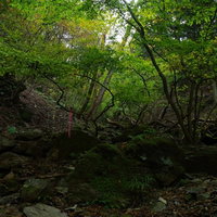 新緑に囲まれた渓谷と渓流、岩肌が見える山間の自然風景の写真