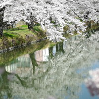 水面に反射する桜並木の春風景の写真