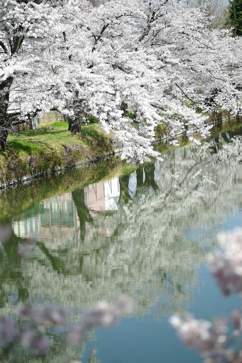 水面に反射する桜並木の春風景