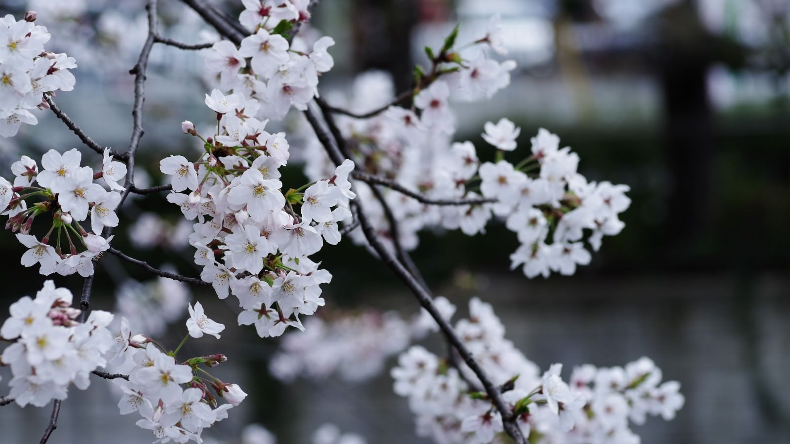満開に咲いた早咲きの白い桜の花が枝いっぱいに広がる様子