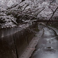 石神井川沿いで満開の桜が咲き誇る春の遊歩道の写真