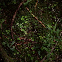 湿地帯の湿った土壌から芽吹く新芽と雑草の若芽の写真