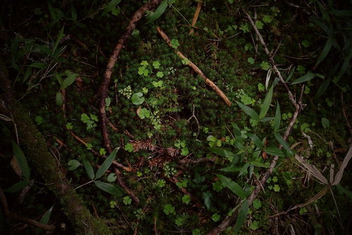 湿地帯の湿った土壌から芽吹く新芽と雑草の若芽