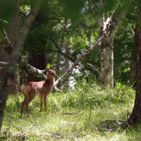 森の中で遭遇した野生の鹿の写真