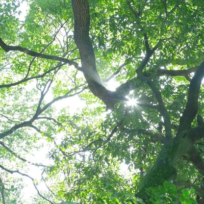 新緑の木々の間から差し込む木漏れ日と森の光景の写真