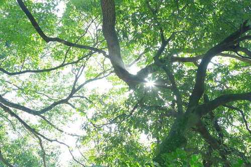 新緑の木々の間から差し込む木漏れ日と森の光景