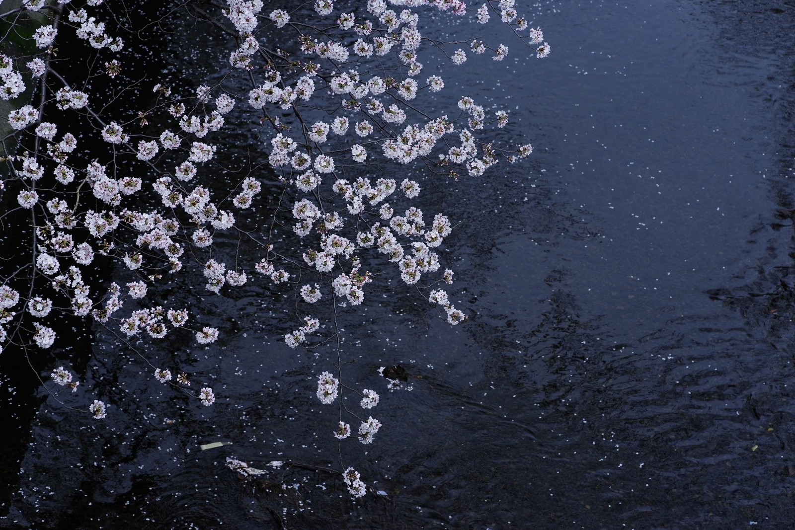 暗い川の水面に白やピンクの桜の花びらが浮かんでいる