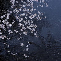 河川の水面に浮かぶ桜の花びらの写真