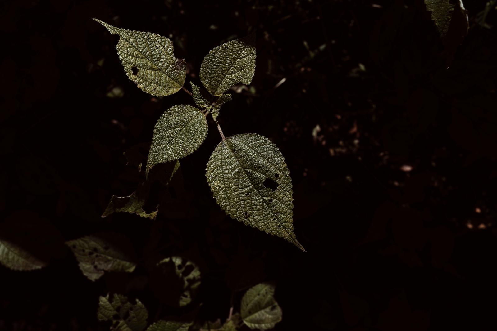黒い背景に浮かぶ虫食い跡のある黄緑色の葉っぱと葉脈