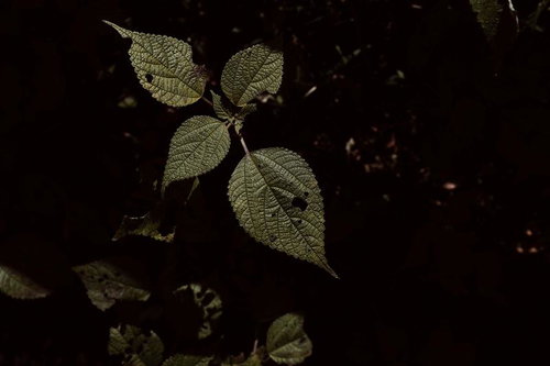 虫食い跡のある葉脈が浮かぶ黄緑色の葉っぱ
