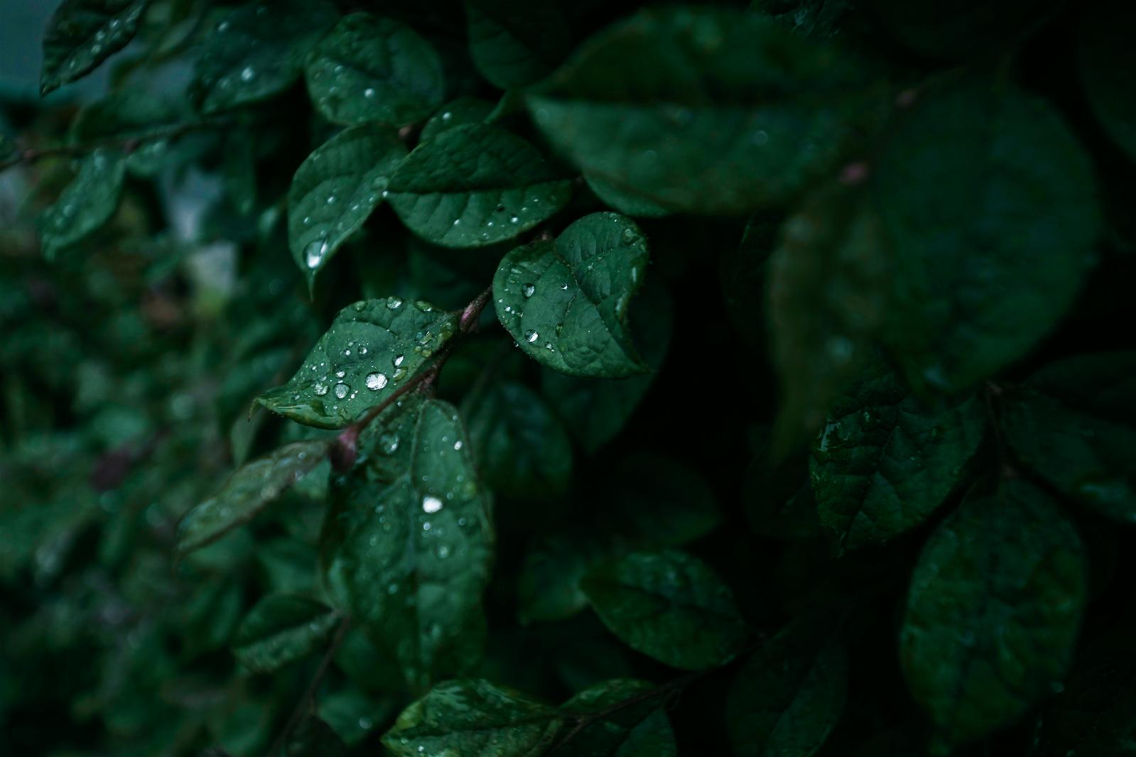 雨上がりの葉に付着した透明な水滴が光に反射して輝いている