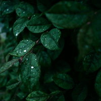 雨上がりの枝葉に残る水滴の輝き、梅雨時期の季節の写真