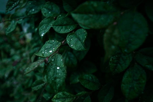 雨上がりの枝葉に残る水滴の輝き、梅雨時期の季節