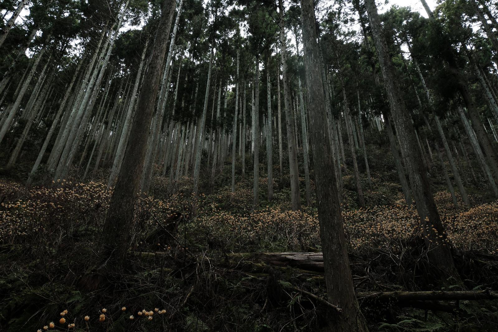 杉の木が整然と立ち並ぶミツマタ群生地。茶色い落ち葉が覆う林床