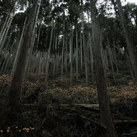まっすぐに伸びる杉の木々が密生するミツマタ群生地の写真