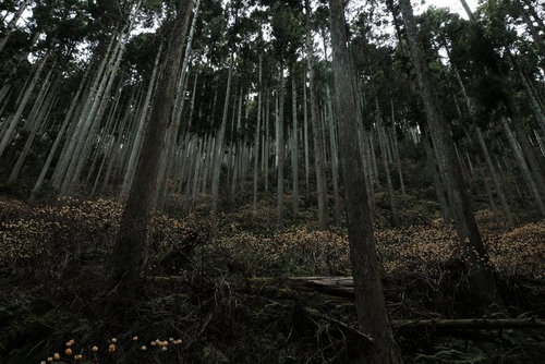 まっすぐに伸びる杉の木々が密生するミツマタ群生地