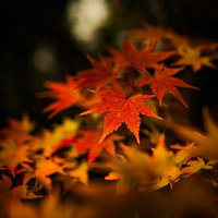 暗闇に浮かぶ紅葉、光に照らされたもみじの葉の写真