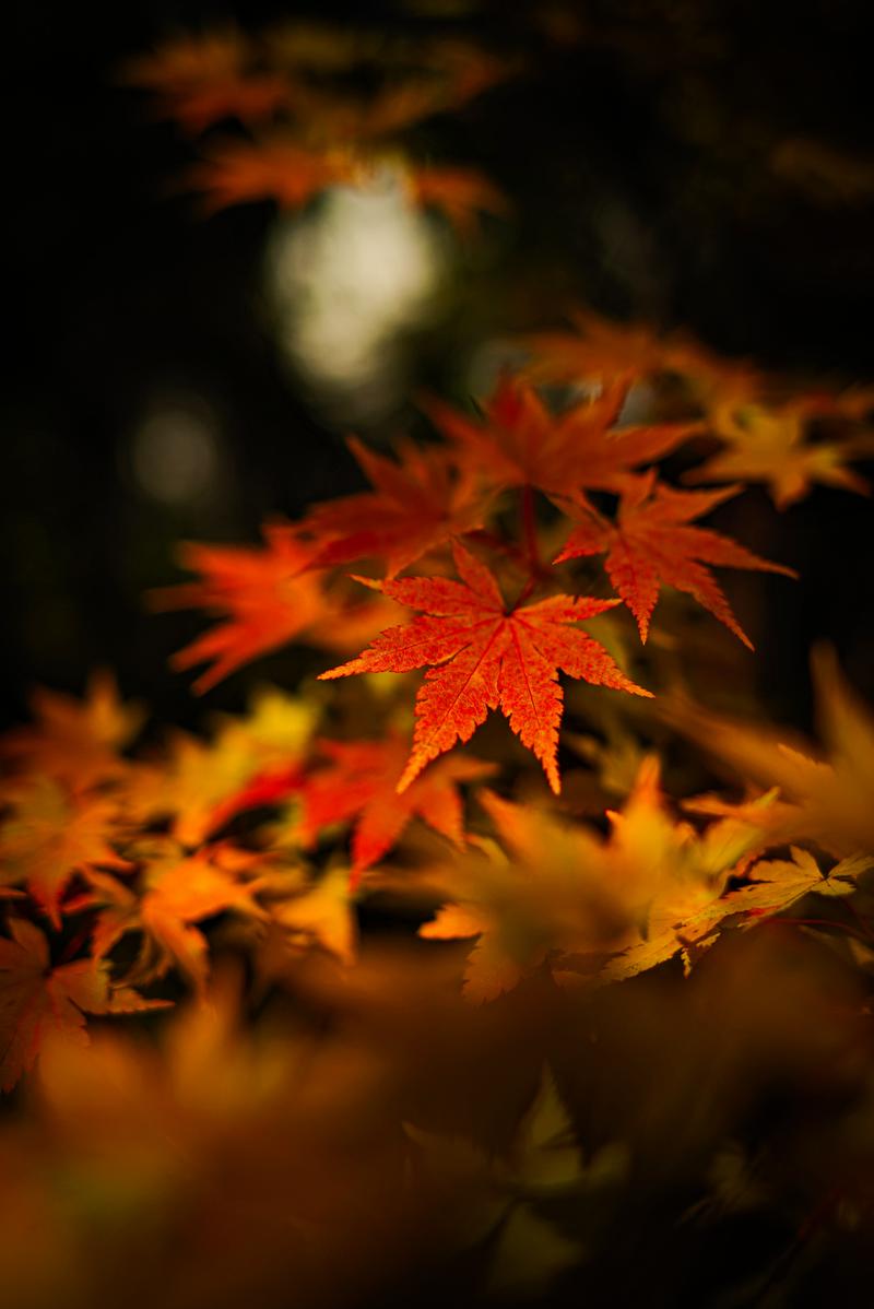 暗い背景に赤とオレンジに色づいたもみじの葉が光に照らされて浮かび上がる秋の紅葉