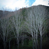 葉を落とした冬の木々の立ち並びの写真