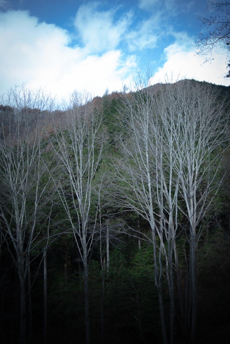 葉を落とした白い幹の木々が山の斜面に並ぶ