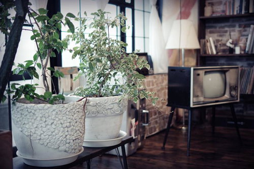 アンティーク家具と観葉植物が彩る昭和レトロな室内空間