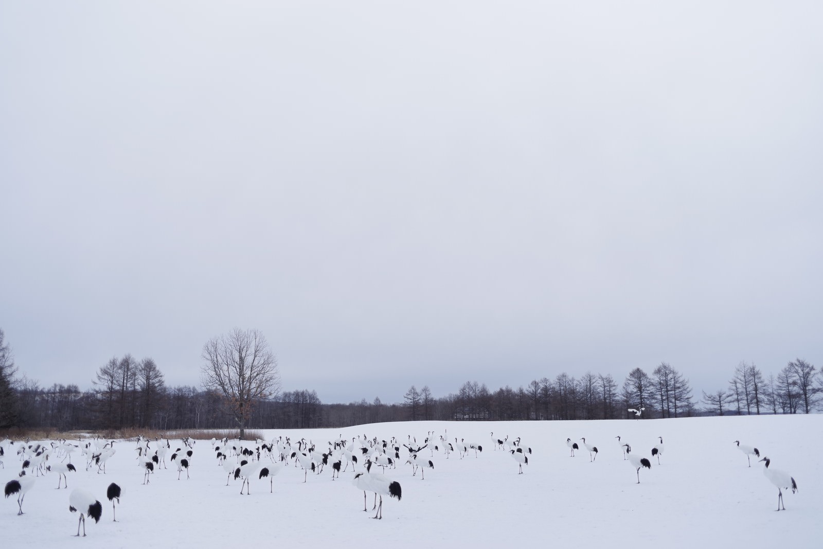 白い雪原に多数のタンチョウが点在している冬の風景