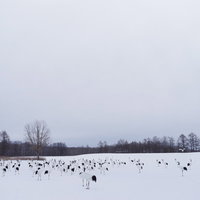 阿寒国際ツルセンターの雪原に集まるタンチョウの写真