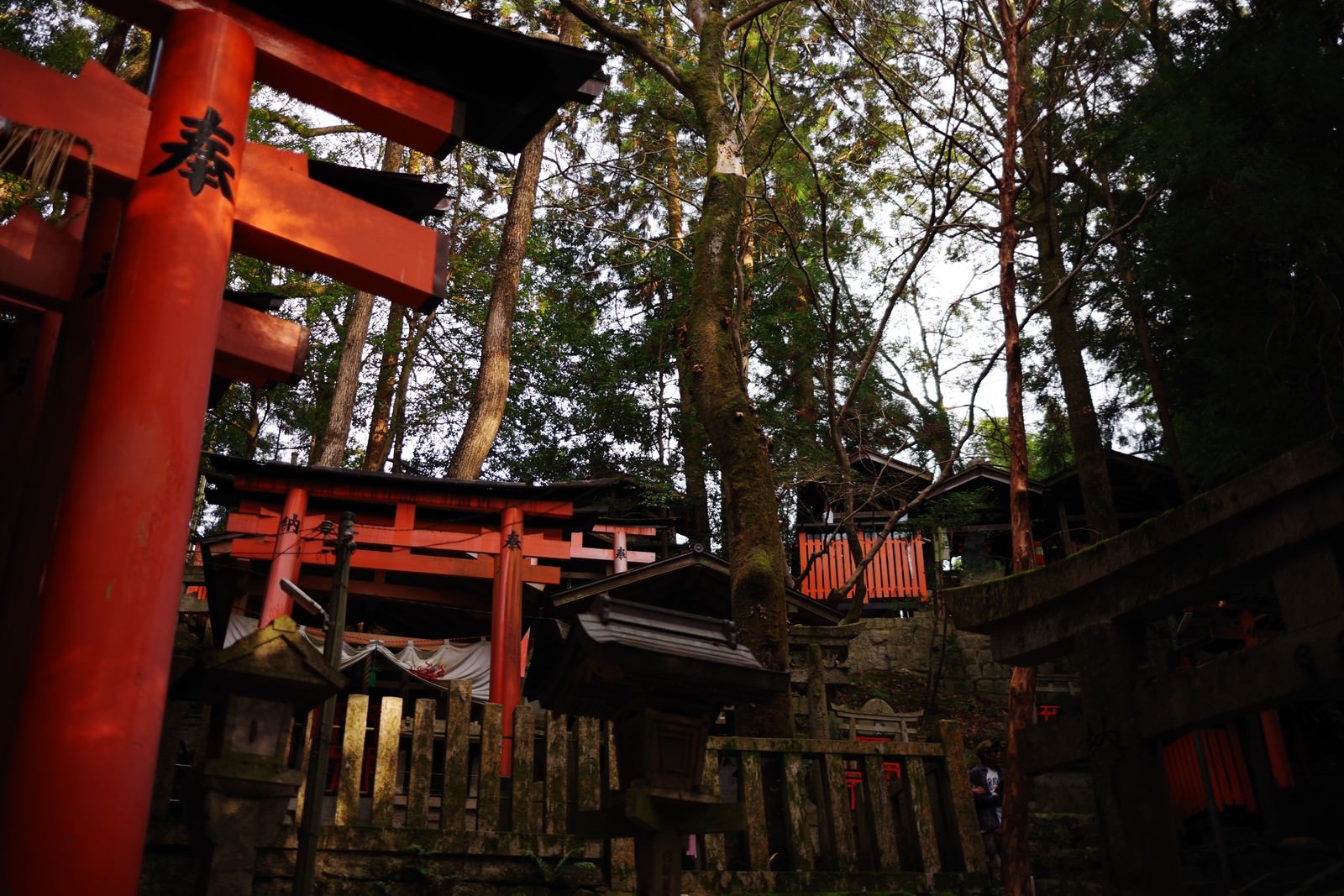 山の斜面に朱色の鳥居とお塚が立ち並ぶ伏見稲荷大社の風景