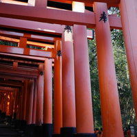伏見稲荷大社の千本鳥居を建ち並ぶ参道でくぐるの写真
