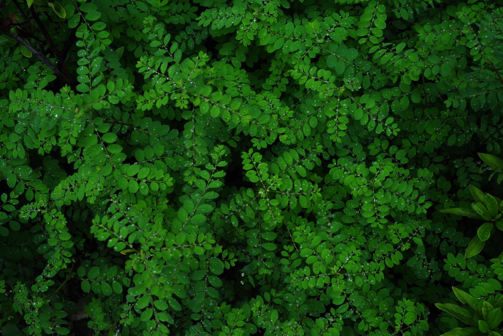 雨上がりの植物の葉に水滴が付いている
