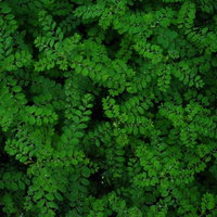 雨粒がついた緑の植物の葉のクローズアップの写真