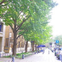 日本大通りの銀杏並木と歩道の風景 横浜の新緑の写真