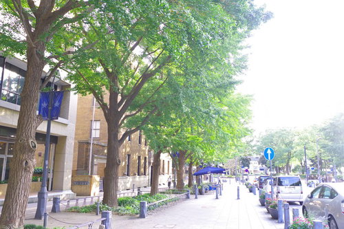 日本大通りの銀杏並木と歩道の風景 横浜の新緑